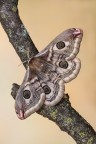 Saturnia pavoniella