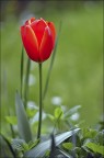 Tulipano