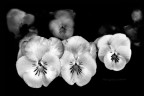 Natura monocromatica Natura monocromatica