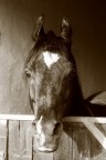 stalloncino