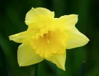 Narciso