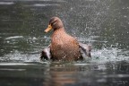 Splash!!