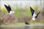 Air Battle