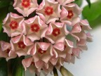 fiori di cera