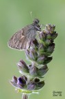Coenonympha pamphilus