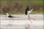 Landing