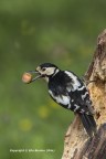 Picchio rosso maggiore (Dendrocopos major) femmina