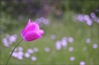 Bokeh