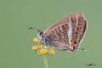 Lampides boeticus