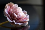 fior.. di begonia