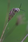 Halictus scabiosae