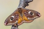 Saturnia pavoniella