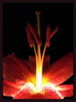 Light of the Flower