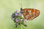 Melithaea athalia