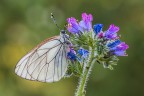 Aporia