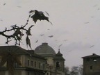 Gabbiani d'autunno