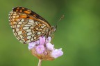 Melithaea phoebe