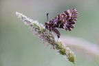 Sony A7,Tamron SP 180mm f/3.5 Di LD Macro
, 1/125 f/11.0, ISO 800, treppiede.