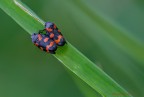 Cercopis