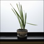 DSCF0944