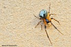 Ragno sul muro di casa. La mia prima macro :)