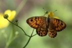 Uno dei motivi per cui ho aggiornato il vecchio Canon 100-400
 la possibilit di mettere a fuoco ad una distanza inferiore, circa 80 cm rispetto ai precedenti 180.
Ecco quindi una prova di macro...
Attendo i vostri pareri...