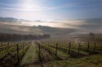 vigna e ancora un po' di pi