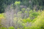 Color of peaceful