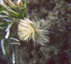 Cavo, Isola d'Elba
peccato per la flashata sulle posidonie