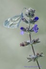 Pieris rapae