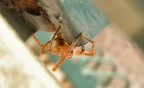 Un crop come si deve! Iso 200 Raw! Commenti e critiche sono ben accetti