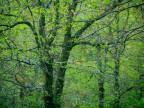 La bellezza della natura  immortale, anche quando un albero spoglio si circonda di colori altrui.

Parco Nazionale della Sila