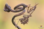 Empusa...