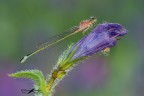 Ischnura elegans_femmina immatura