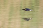 ..flying on water..
