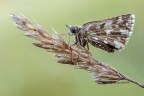Pyrgus malvae