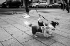 dogsitter