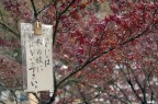kyomizudera