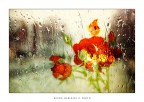Fuori piove.....