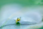 Aracnofobia