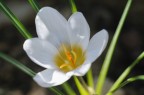 Nikon D700 + Tamron Adaptall-2 SP 90mm f/2.5 (52B)
/8.0  90mm 1/320  iso: 1000
Mano libera