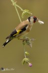 cardellino
