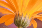 Macro-Test