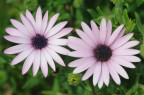 Nikon D700 + Tamron Adaptall-2 SP 90mm f/2.5 (52B) 

/8.0  1/640  iso: 800
