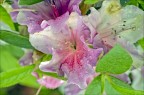 Azalea