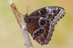 Morpho peleides