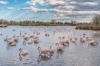 Camargue Camargue