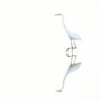 Bianco su bianco