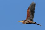 Airone rosso