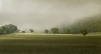 alberi